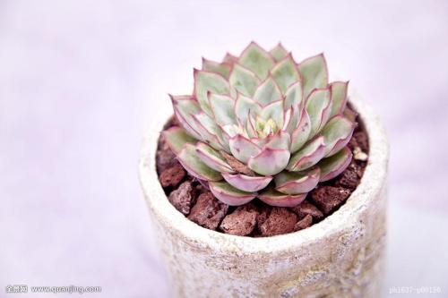 3124ʱ͡ͼ۸ÿϵ90Ԫ85Ԫ